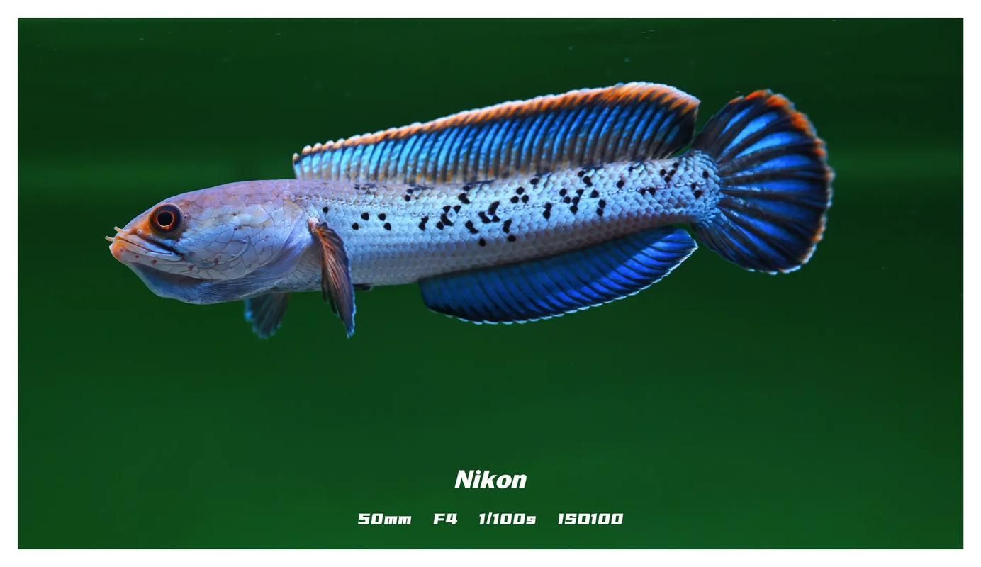 給我一些鬼王雷龍魚的健康圖片，如何判斷鬼王雷龍魚是否健康