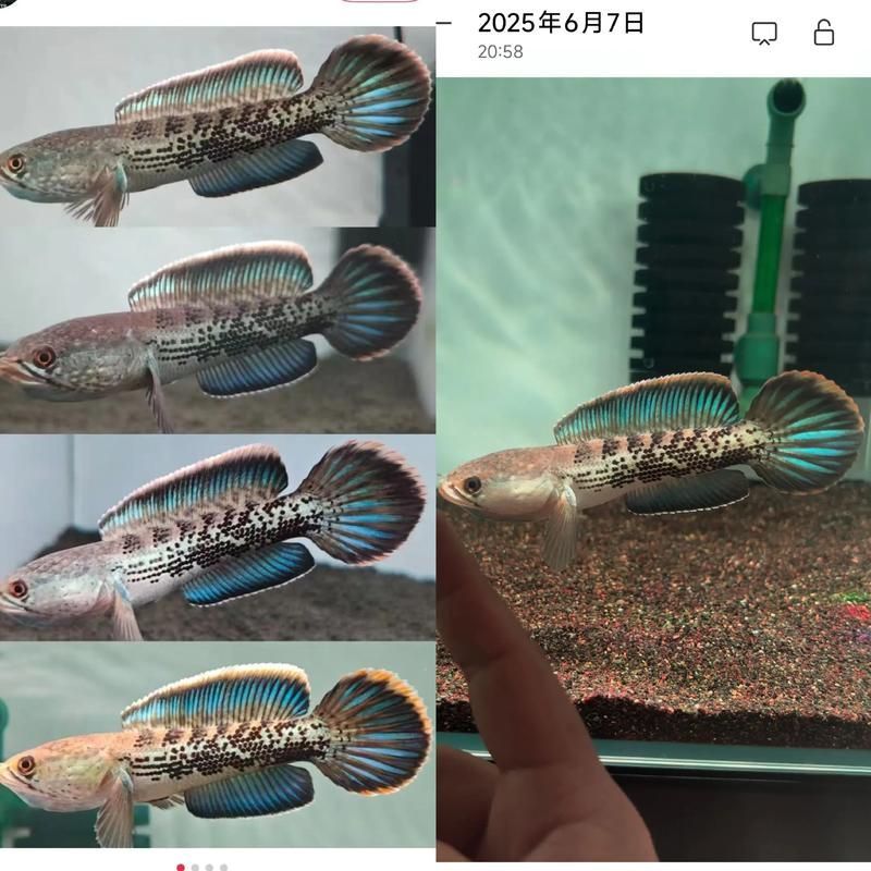 給我一些鬼王雷龍魚的健康圖片，如何判斷鬼王雷龍魚是否健康