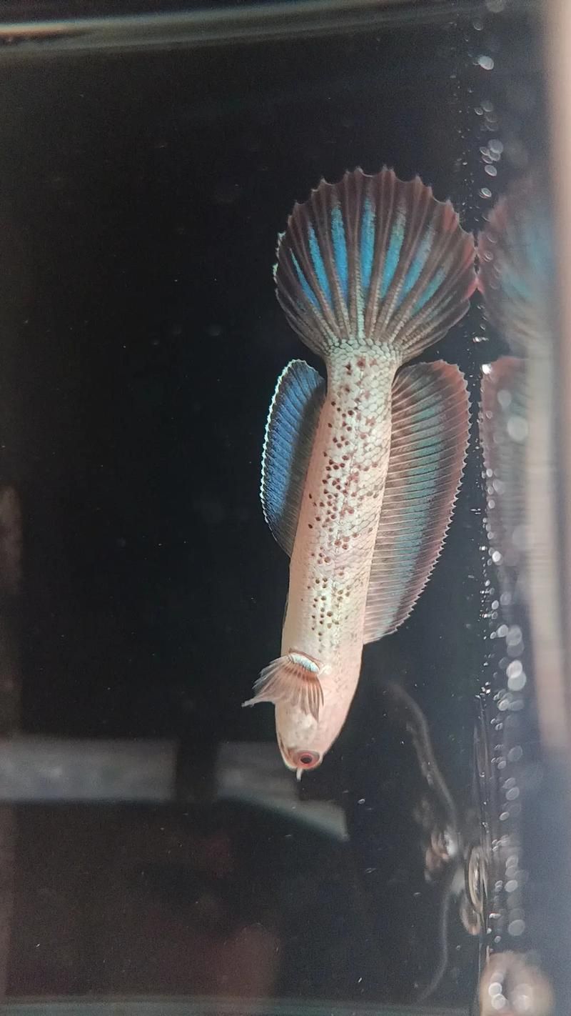給我一些鬼王雷龍魚的健康圖片，如何判斷鬼王雷龍魚是否健康