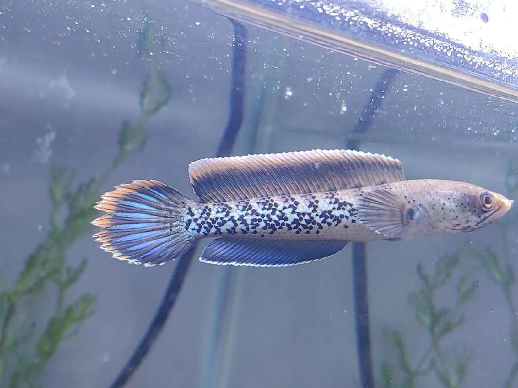 給我一些鬼王雷龍魚的健康圖片，如何判斷鬼王雷龍魚是否健康
