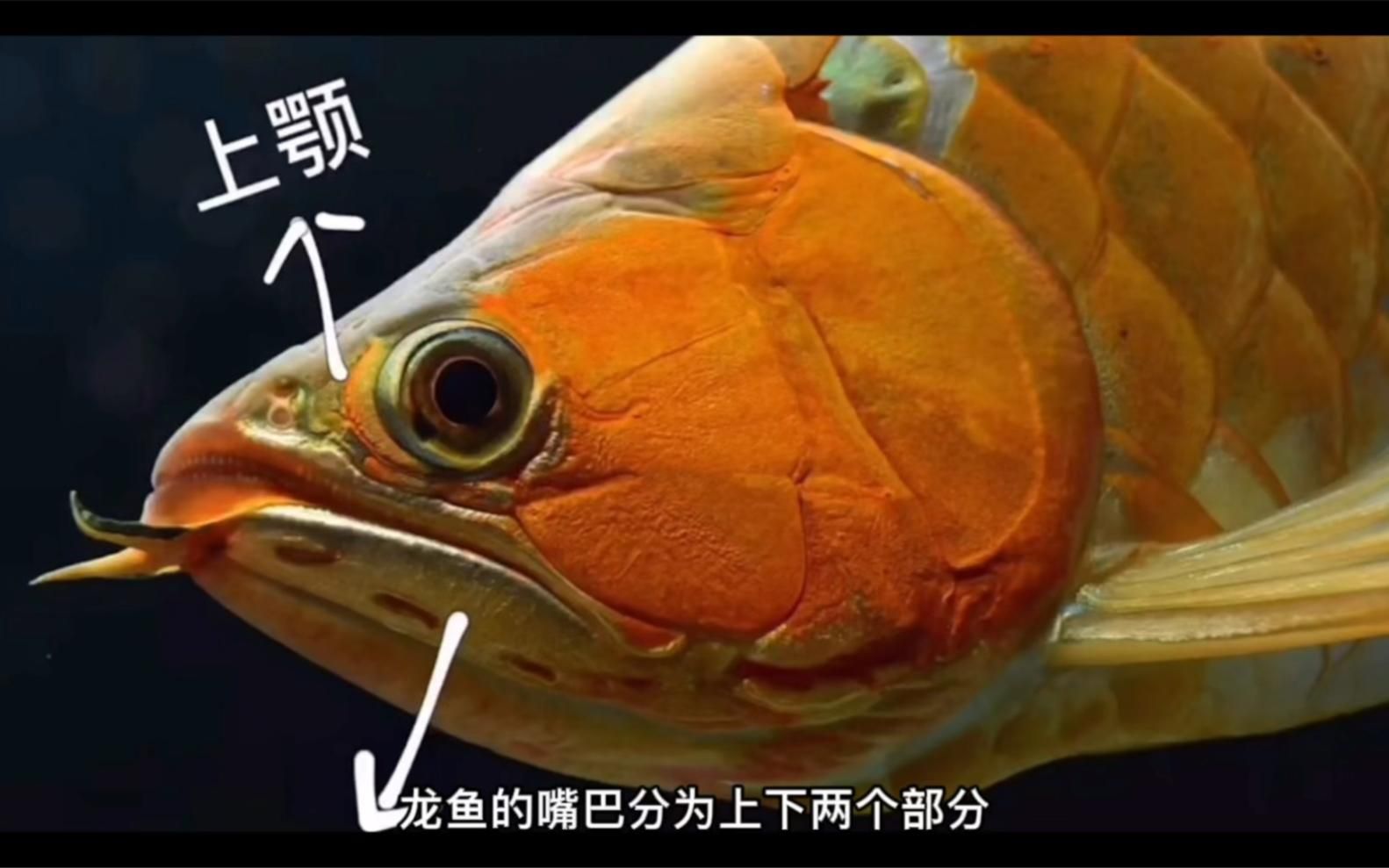 龍魚兜嘴癥狀會自行緩解嗎？
