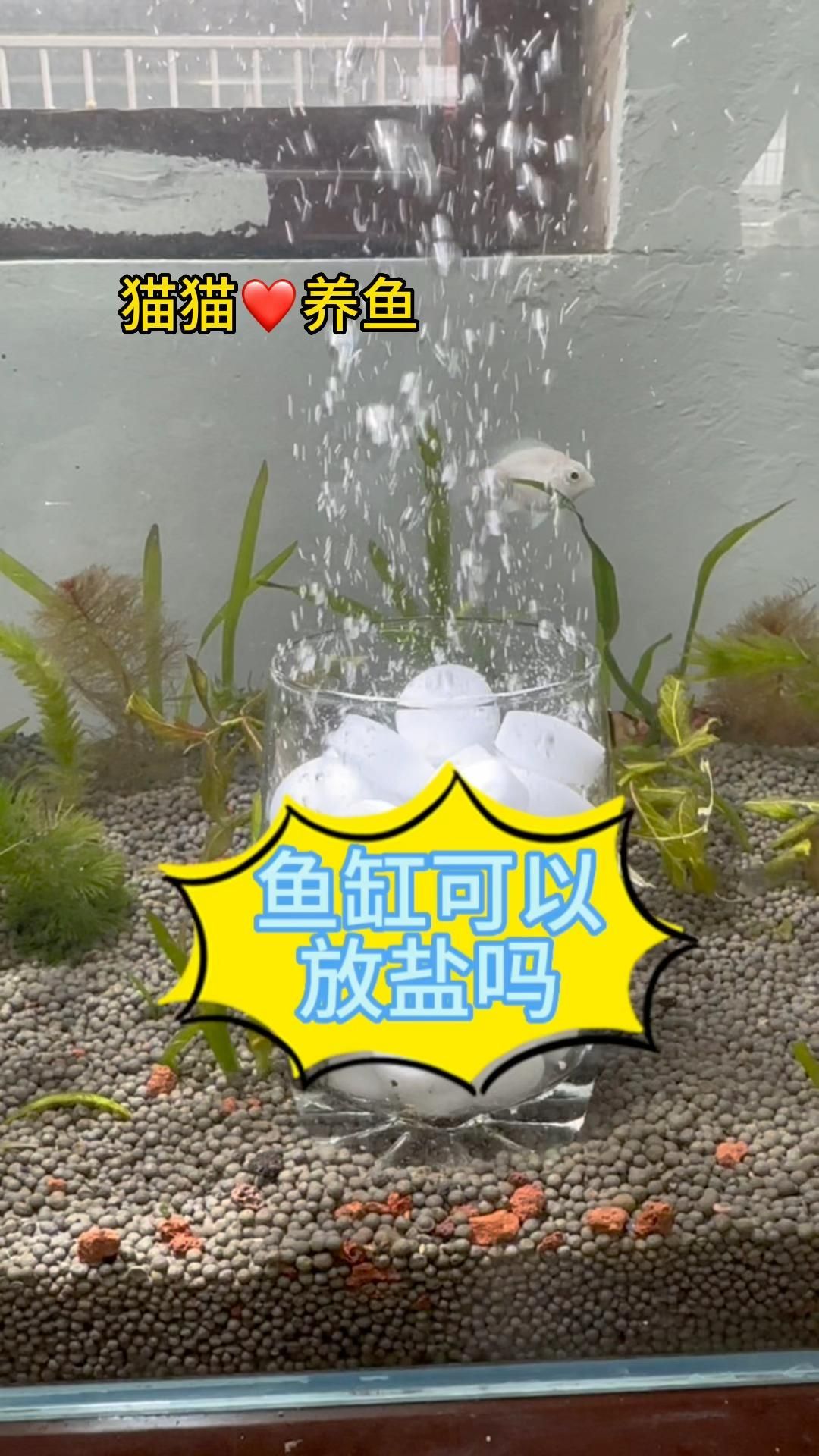魚缸加鹽魚都上浮了，魚缸加鹽后多久換水，如何判斷魚是否缺氧？