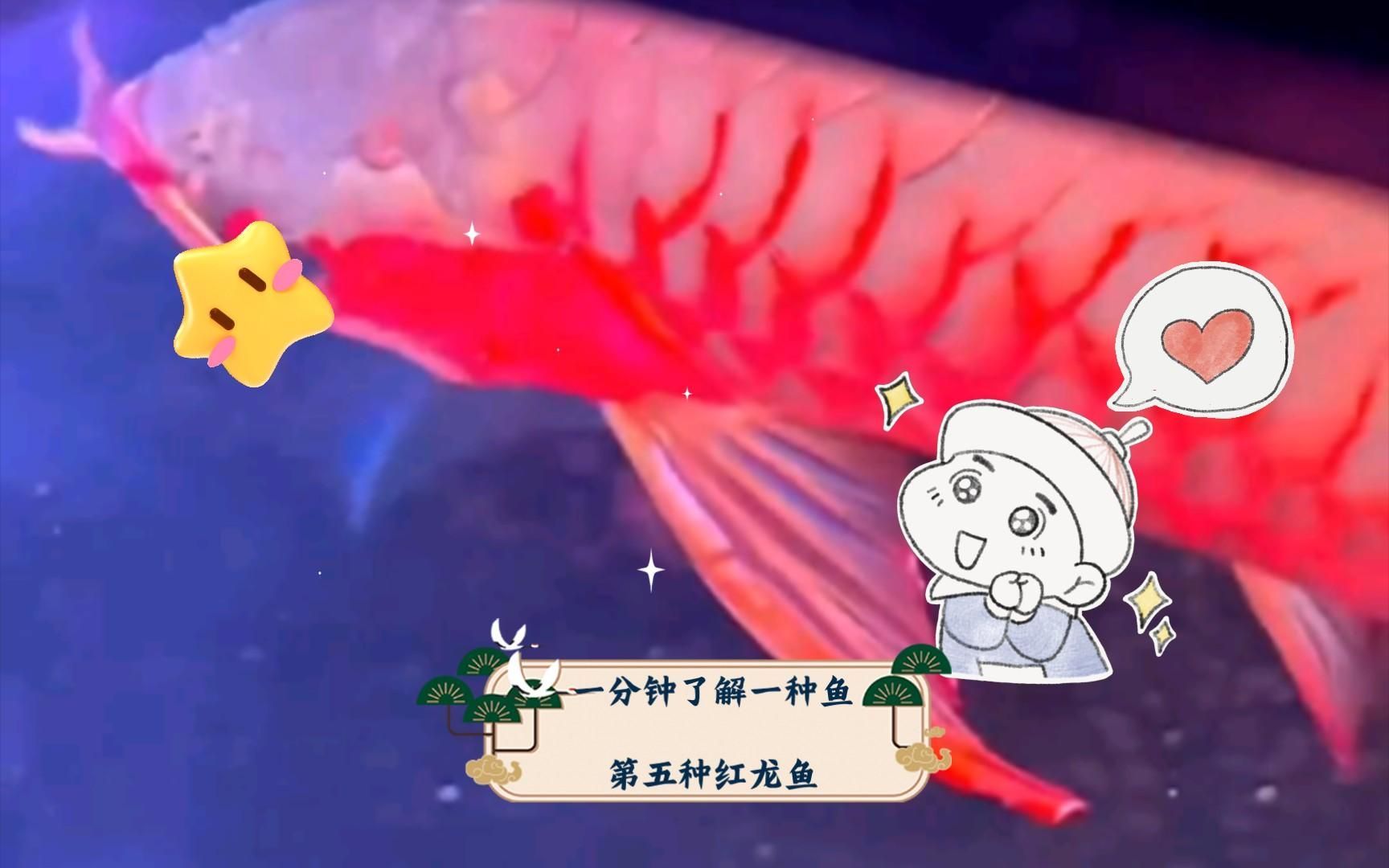 紅龍魚的最佳養(yǎng)殖溫度是多少，紅龍魚最佳養(yǎng)殖溫度是多少紅龍魚的最佳養(yǎng)殖溫度是多少