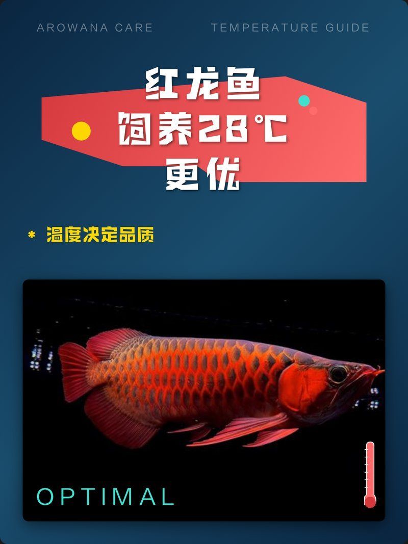 紅龍魚的最佳養(yǎng)殖溫度是多少，紅龍魚最佳養(yǎng)殖溫度是多少紅龍魚的最佳養(yǎng)殖溫度是多少