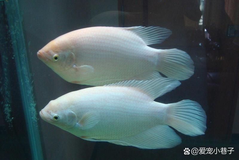 有哪些龍魚品種不適合混養，哪些龍魚品種不適合混養