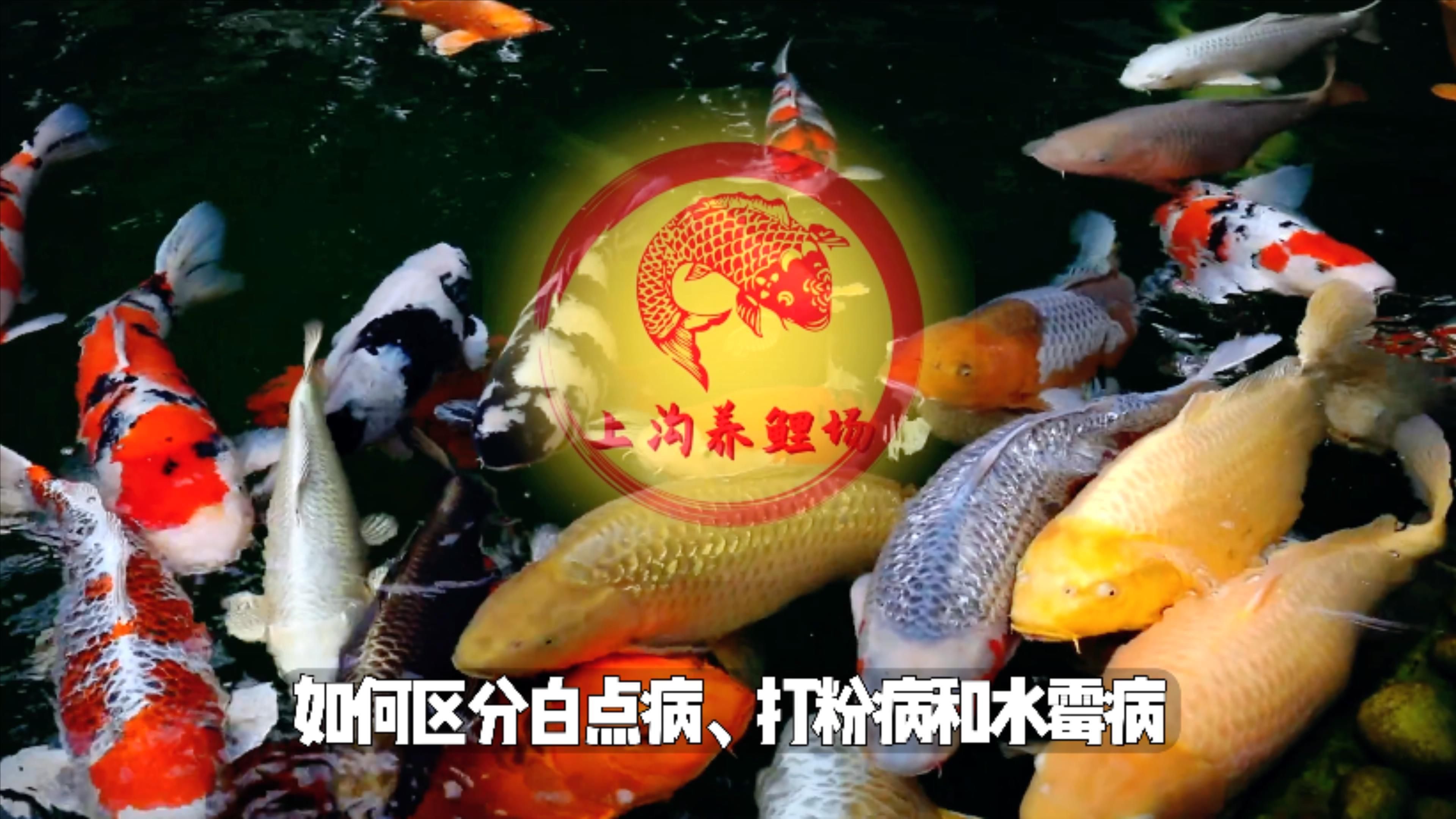 腫斑病和白點病有何區別，腫斑病和白點病是兩種常見的植物病害，它們在外觀上有何區別