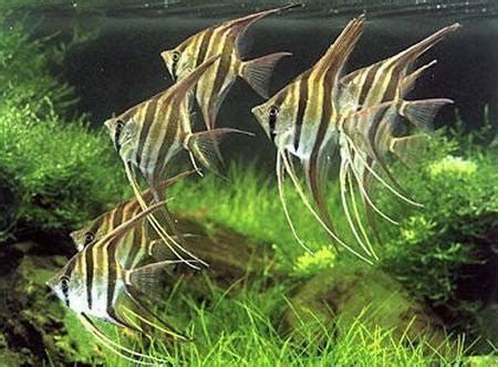 野生埃及神仙魚，野生埃及神仙魚的介紹