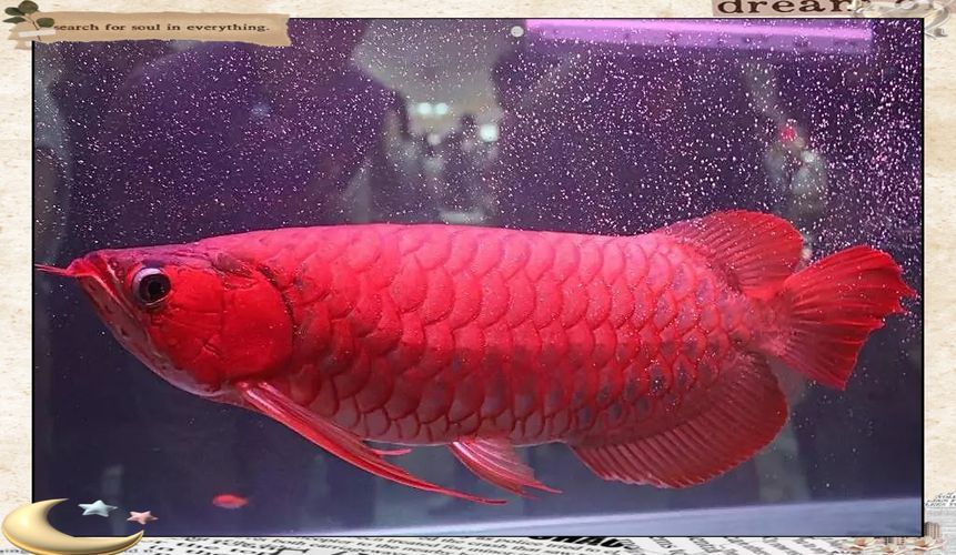 能否提供更多關于紅龍魚市場運作的圖片，紅龍魚市場運作依賴于多個環節