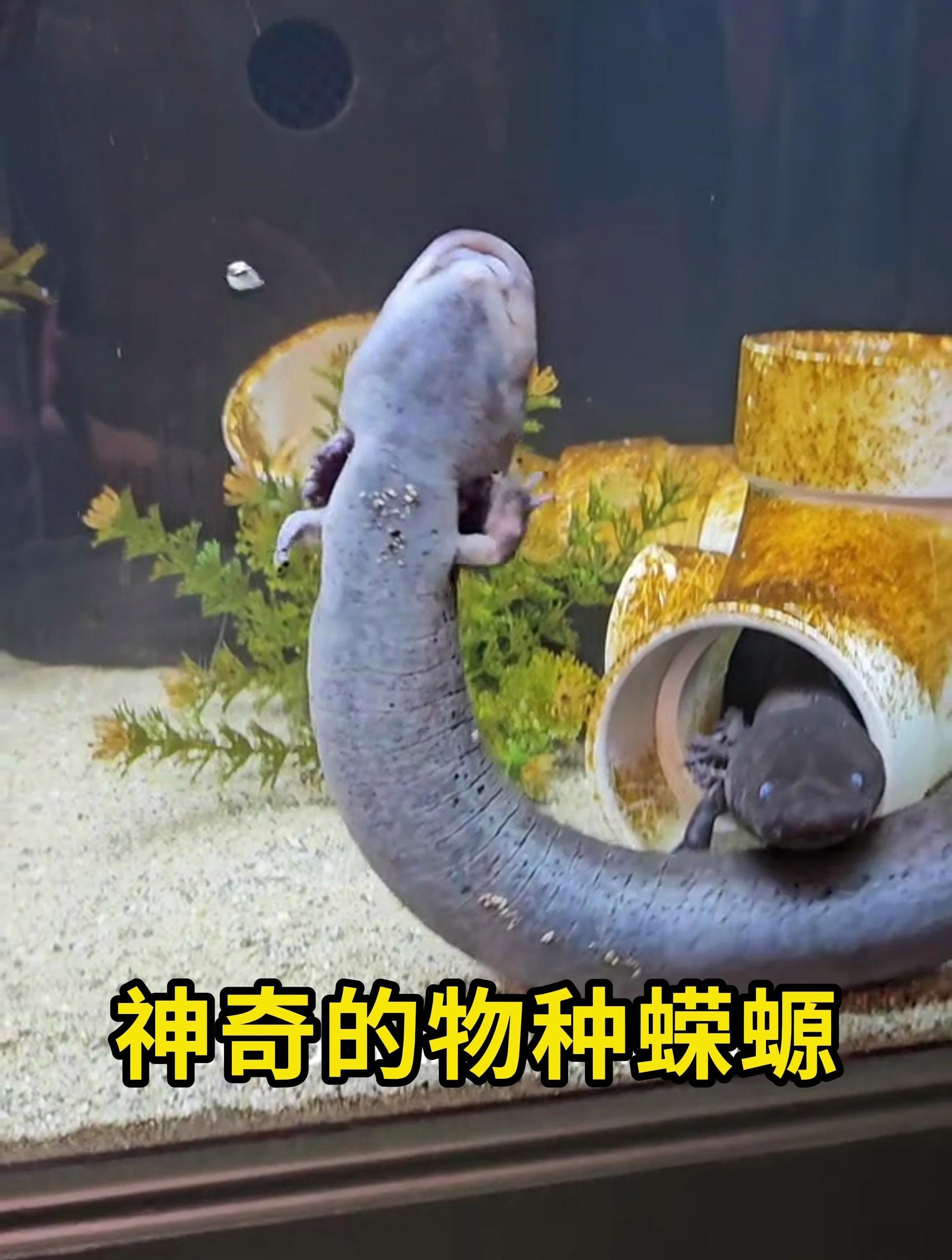 火龍魚蠑螈的壽命有多長