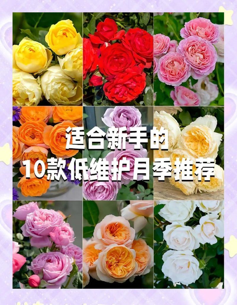 有哪些月季品種適合新手養殖，10款適合新手養殖的月季品種推薦，適合新手養殖月季