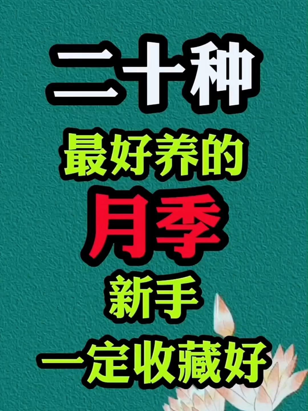有哪些月季品種適合新手養殖，10款適合新手養殖的月季品種推薦，適合新手養殖月季
