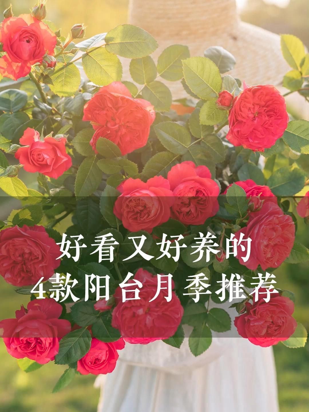 有哪些月季品種適合新手養殖，10款適合新手養殖的月季品種推薦，適合新手養殖月季