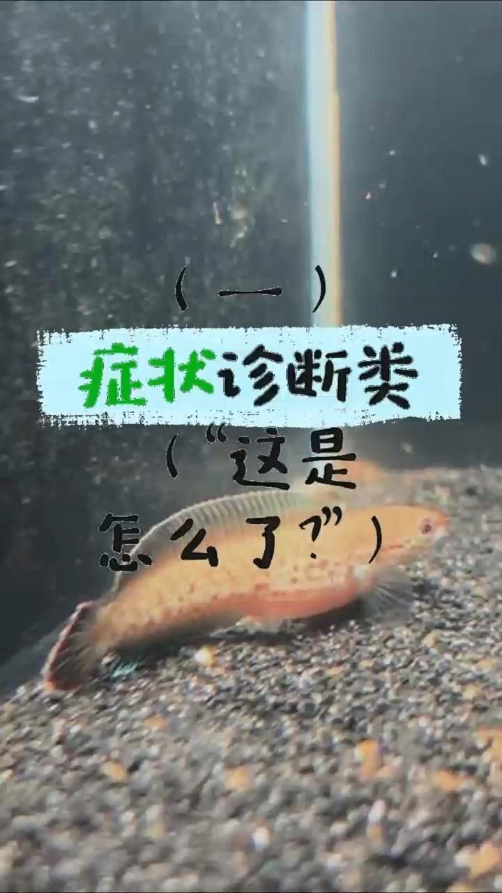 雷龍魚腹水癥狀，雷龍魚肚子鼓成球別亂治