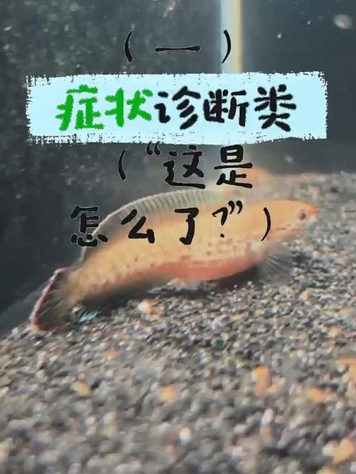 雷龍魚腹水癥狀，雷龍魚肚子鼓成球別亂治