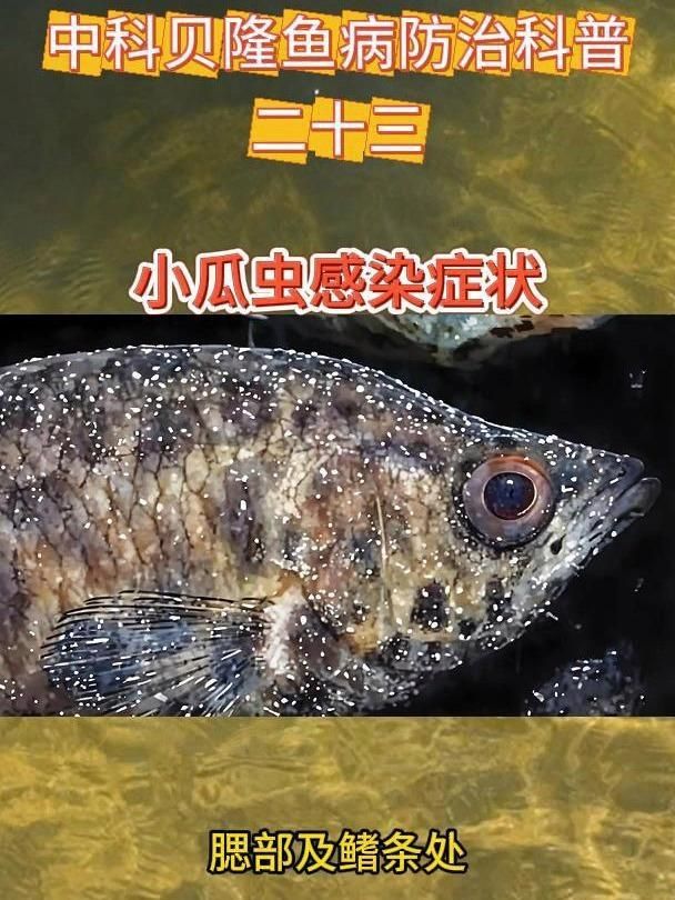 魚得了寄生蟲什么表現，魚得了寄生蟲什么表現魚得了寄生蟲什么表現
