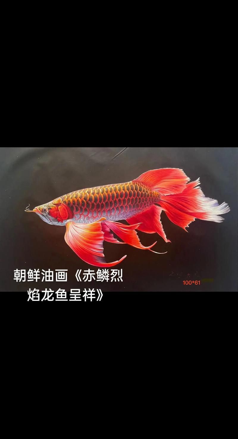 如何辨別祥龍龍魚的真偽？，如何辨別祥龍龍魚