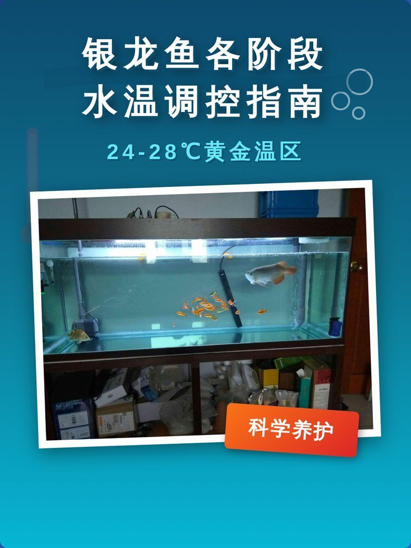 銀龍魚適合養(yǎng)在什么水溫？，銀龍魚適合養(yǎng)在什么水溫，