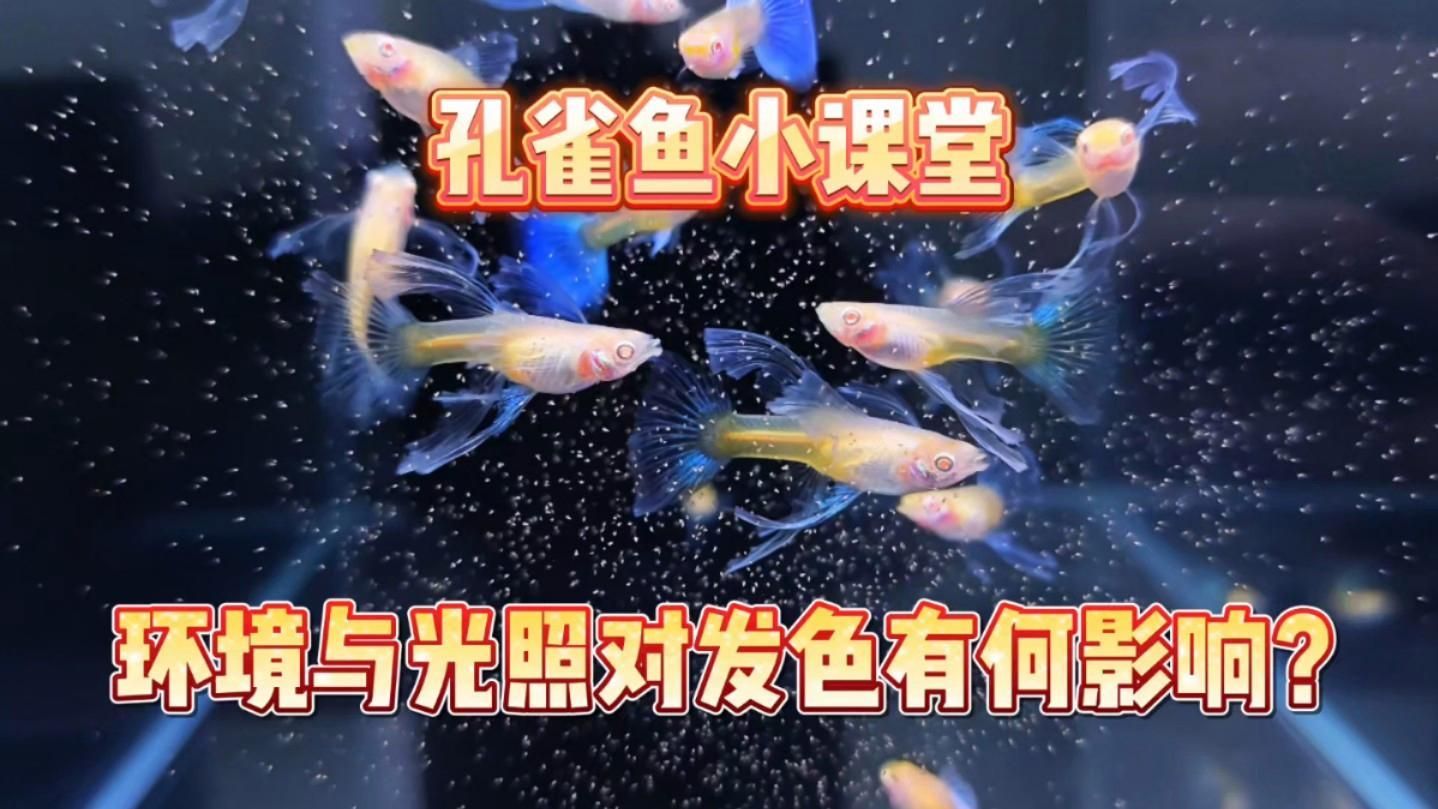 孔雀魚需要多少光照才能發色，孔雀魚發色指南