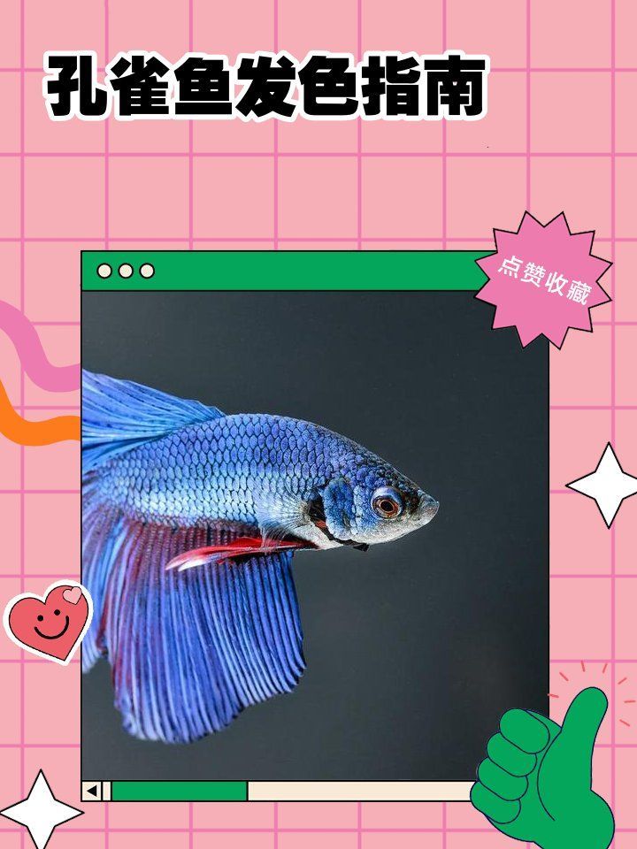 孔雀魚需要多少光照才能發色，孔雀魚發色指南