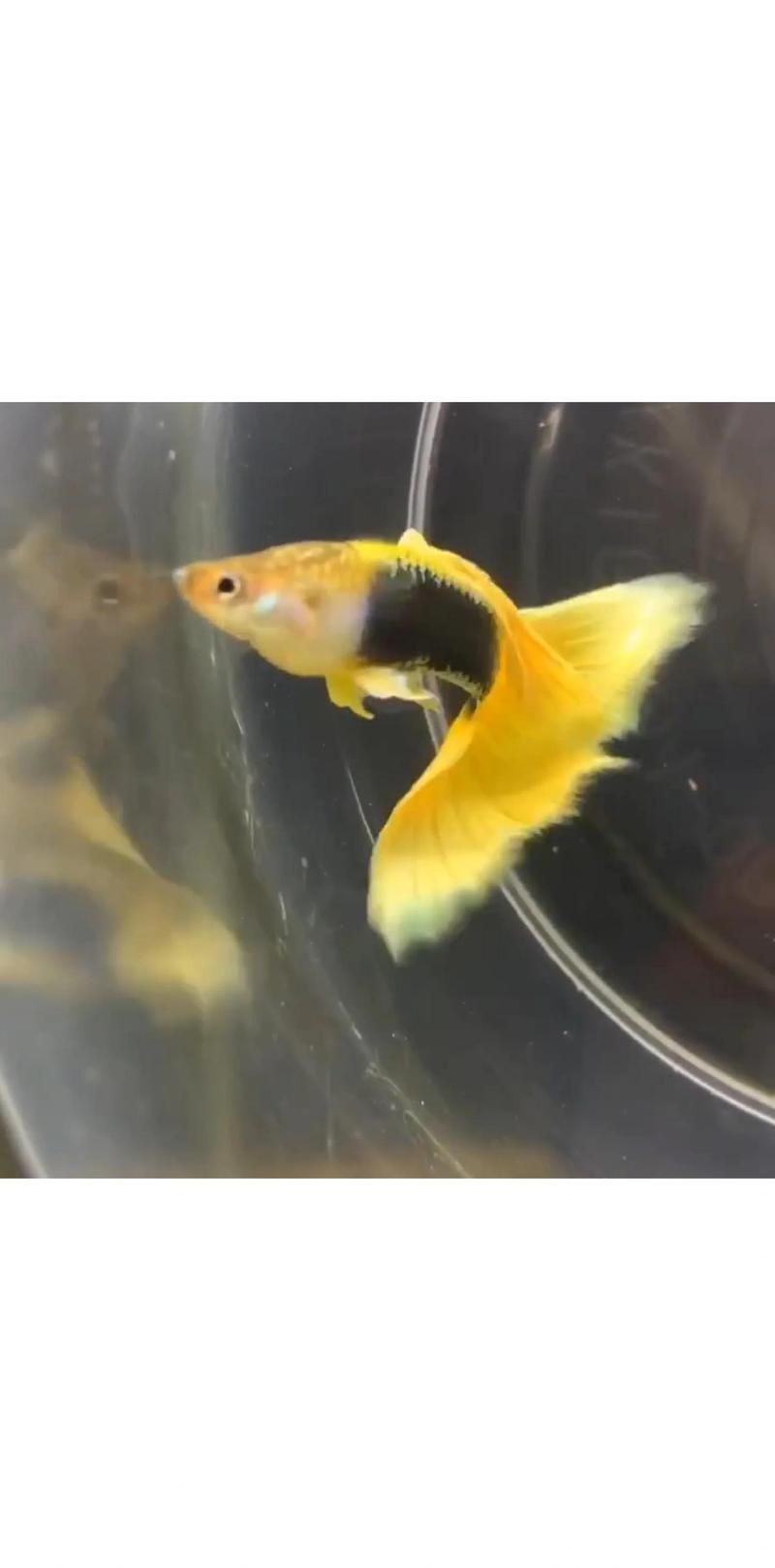孔雀魚需要多少光照才能發色，孔雀魚發色指南