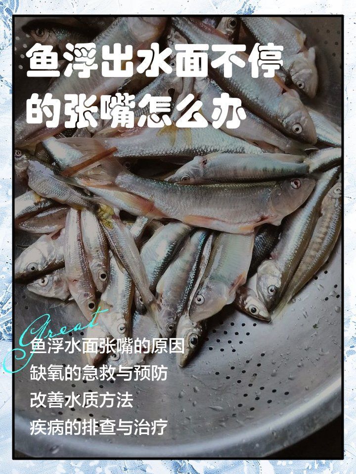如何預防龍魚浮頭張嘴，如何防止龍魚浮頭張嘴