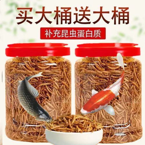 如何判斷龍魚是否適應(yīng)干面包蟲飲食？，如何判斷龍魚是否適應(yīng)干面包蟲