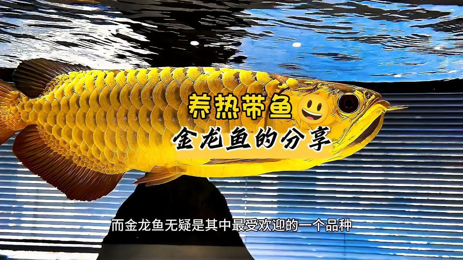 Bilibili上還有哪些金龍魚視頻？，bilibili上與“金龍魚”相關的視頻內容主要集中在兩個方向