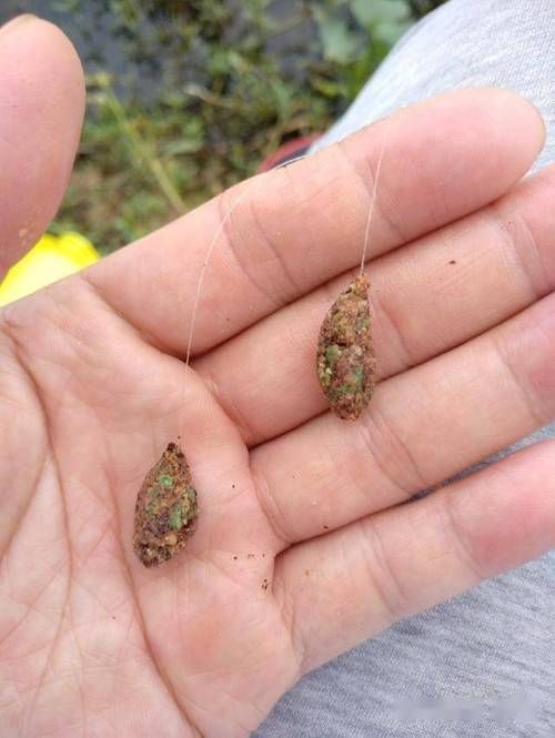 如何準備和清潔活餌，如何準備和清潔活餌思考完成