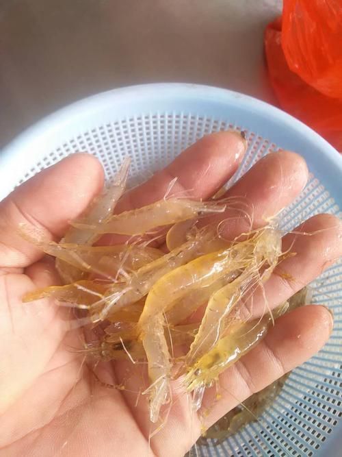 哪些食物富含維生素對(duì)龍魚恢復(fù)最有效，觀賞魚（龍魚）對(duì)龍魚恢復(fù)最有效思考完成調(diào)用工具今天吃什么