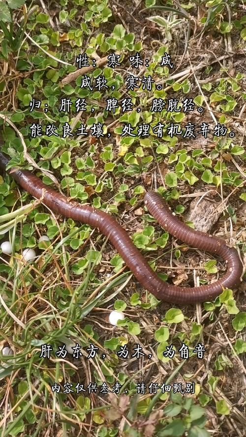 哪些食物富含維生素對龍魚恢復最有效，觀賞魚（龍魚）對龍魚恢復最有效思考完成調用工具今天吃什么