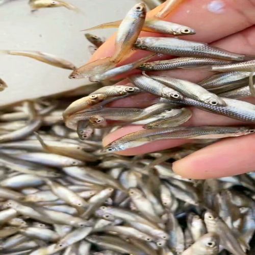 哪些食物富含維生素對龍魚恢復最有效，觀賞魚（龍魚）對龍魚恢復最有效思考完成調用工具今天吃什么