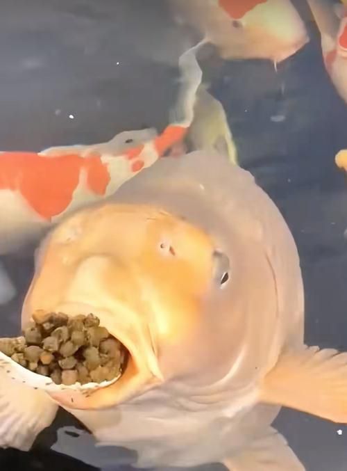 龍鳳鯉的飼養方法是什么？，龍鳳鯉的飼養方法