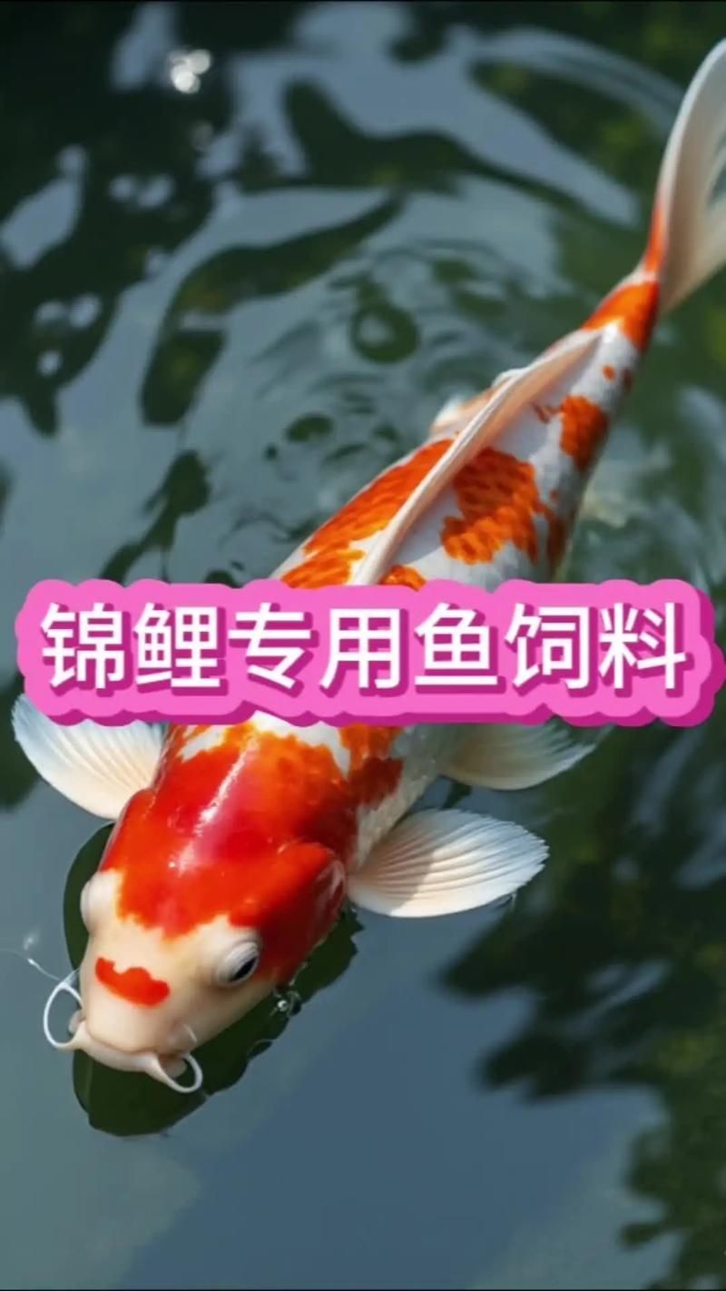 魚浮頭后應(yīng)該如何喂食