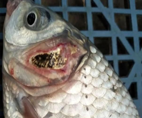 如何判斷龍魚鰓包是寄生蟲還是細菌感染？，如何判斷龍魚是寄生蟲還是細菌感染？