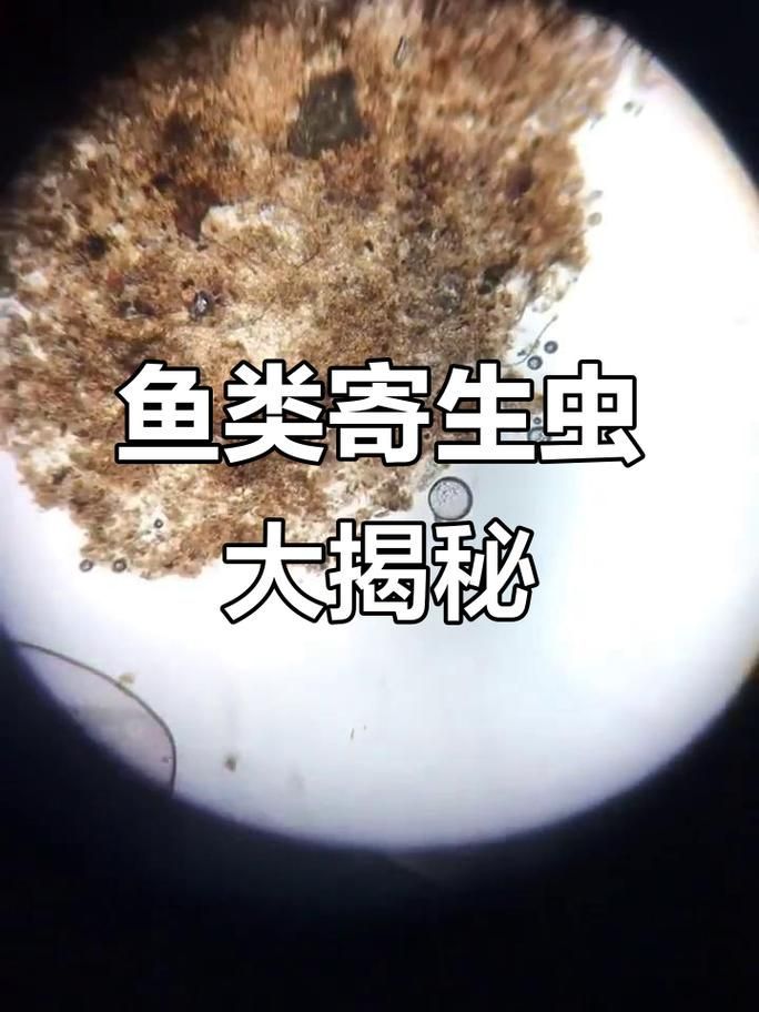 如何判斷魚腸炎的類型，如何判斷魚腸炎