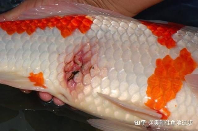 錦鯉魚鱗充血會復(fù)發(fā)嗎，錦鯉魚鱗充血發(fā)紅怎么辦