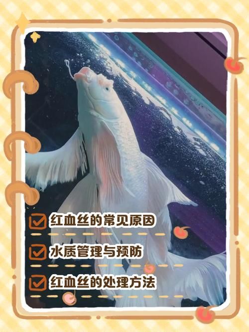 錦鯉魚鱗充血會復(fù)發(fā)嗎，錦鯉魚鱗充血發(fā)紅怎么辦