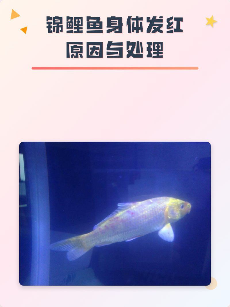如何判斷錦鯉身體發(fā)紅充血的原因，如何判斷錦鯉身體發(fā)紅充血