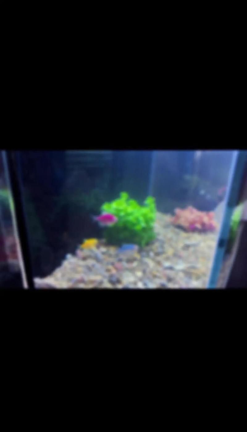 魚兒趴缸底如何急救，魚兒趴缸底的急救方法黃金4小時包含1000字說明和配圖