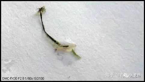 錦鯉寄生蟲如何治療，錦鯉寄生蟲與堿性藥物治療
