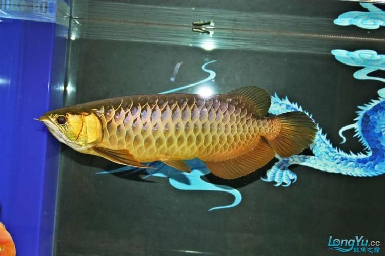 邯鄲龍魚的主要購買渠道有哪些，邯鄲龍魚的主要購買渠道有哪些邯鄲龍魚的主要購買渠道有哪些
