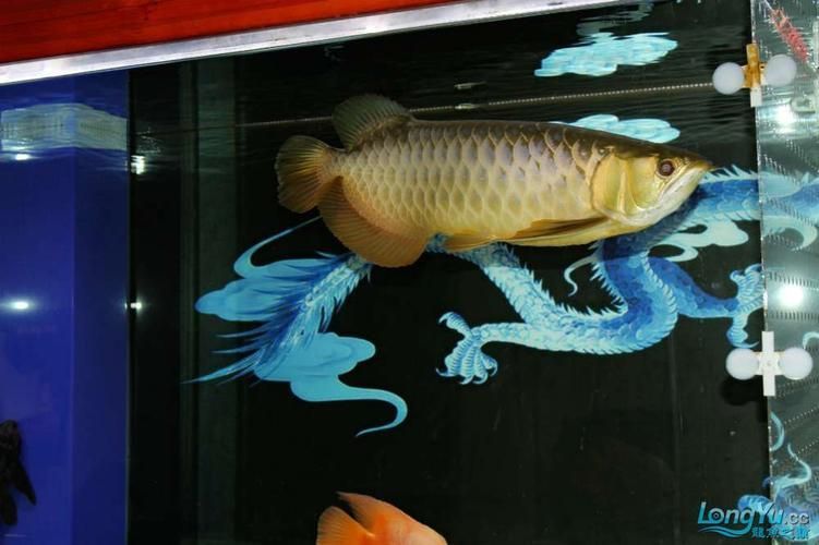 邯鄲龍魚的主要購買渠道有哪些，邯鄲龍魚的主要購買渠道有哪些邯鄲龍魚的主要購買渠道有哪些