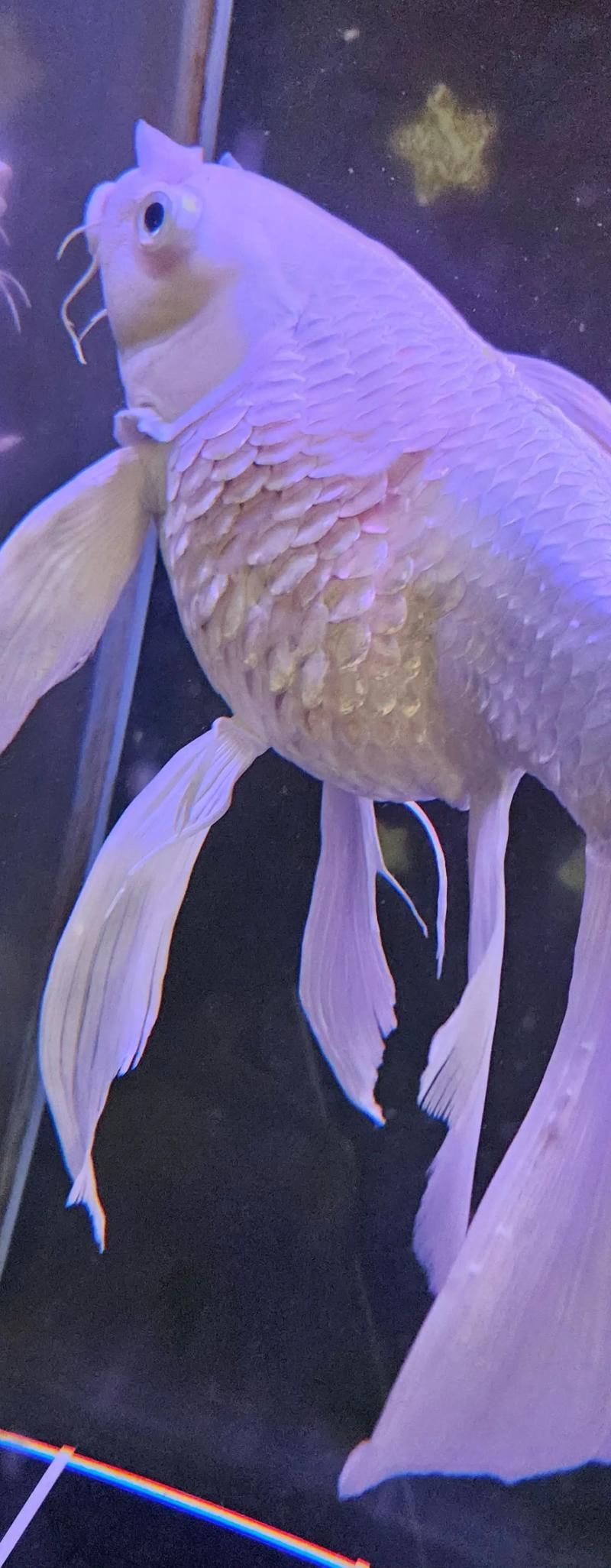 如何預防金魚炸鱗病，如何預防金魚炸鱗病（松鱗病）