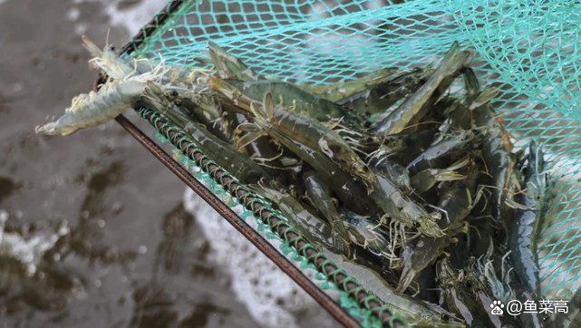 如何降低瓊中龍魚的養殖成本