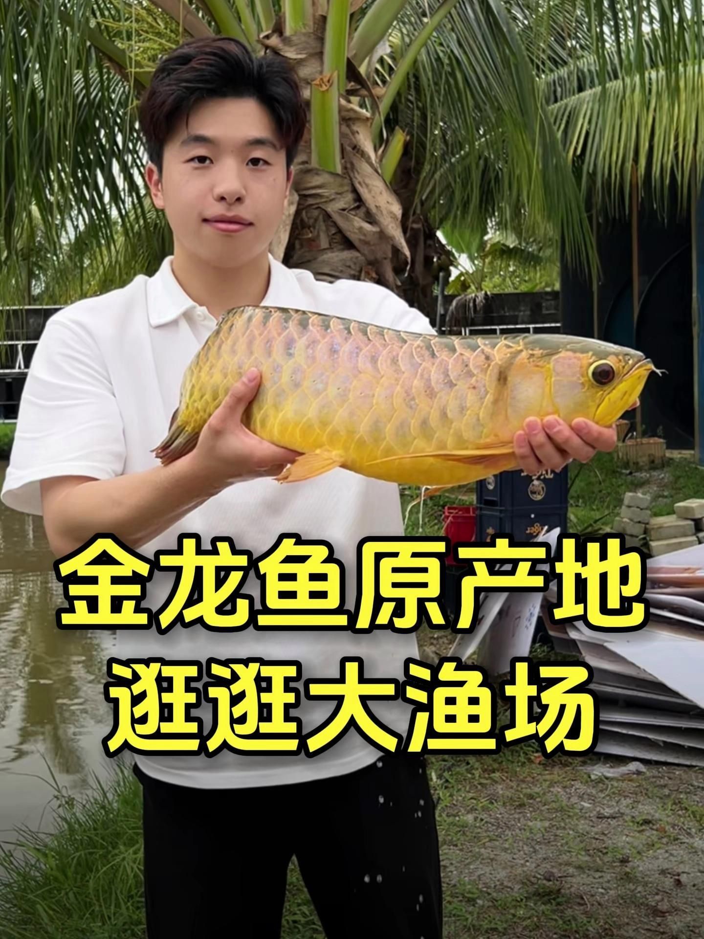 金龍魚在哪些地區(qū)分布最廣？，金龍魚在哪些地方分布最廣？