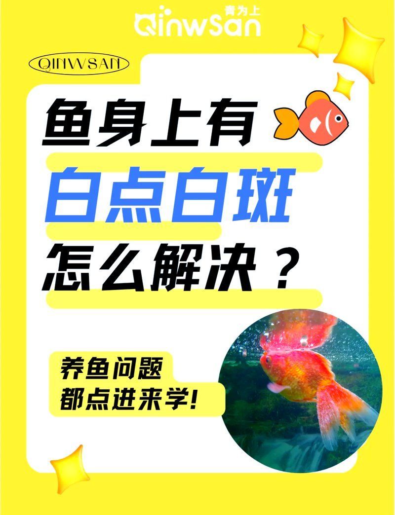 如何預防觀賞魚長白霜，如何預防觀賞魚長白霜,如何判斷觀賞魚是否長白霜
