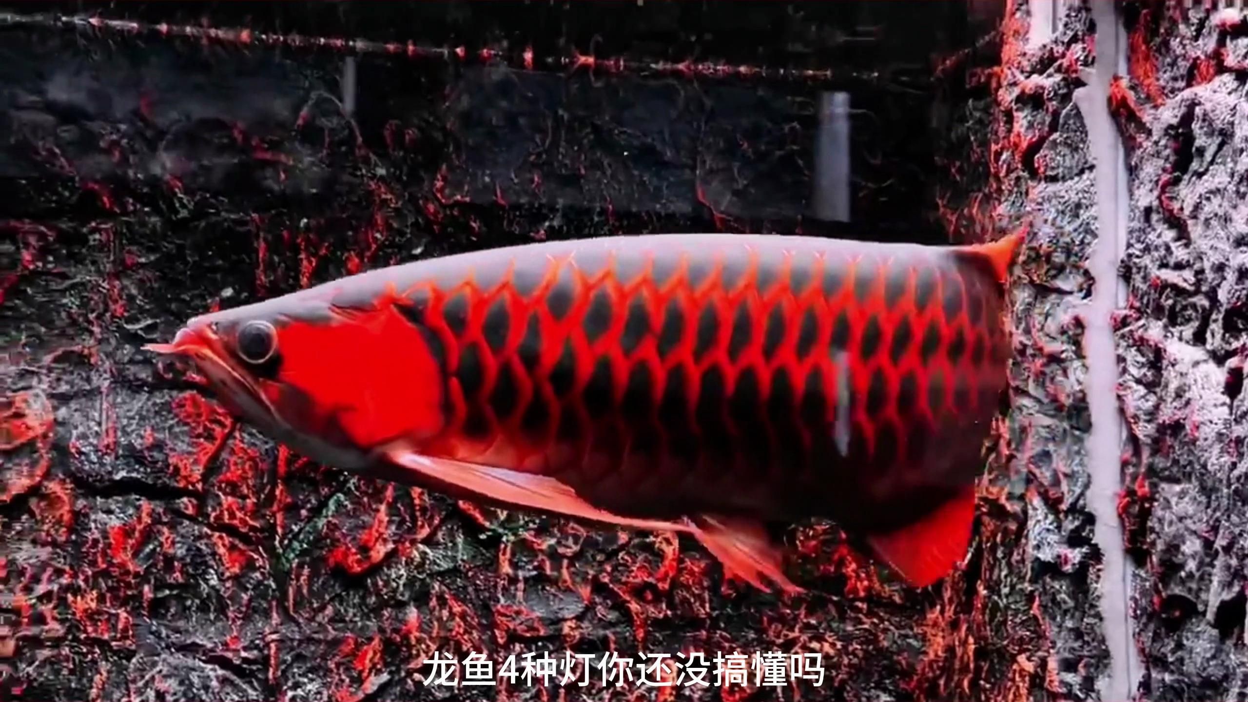 龍魚缸開燈時應該使用哪種燈光？，龍魚缸開燈時應該使用哪種燈光,養龍魚燈光是關鍵一環
