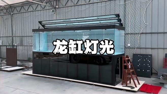 龍魚缸開燈時應該使用哪種燈光？，龍魚缸開燈時應該使用哪種燈光,養龍魚燈光是關鍵一環