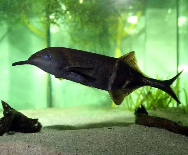 如何區(qū)分不同種類的象鼻魚？，如何區(qū)分不同種類象鼻魚？