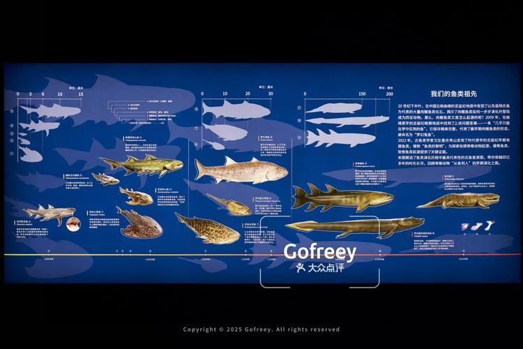 如何區(qū)分不同種類的象鼻魚？，如何區(qū)分不同種類象鼻魚？